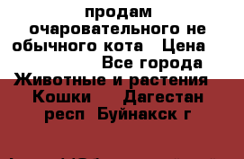 продам очаровательного не обычного кота › Цена ­ 7 000 000 - Все города Животные и растения » Кошки   . Дагестан респ.,Буйнакск г.